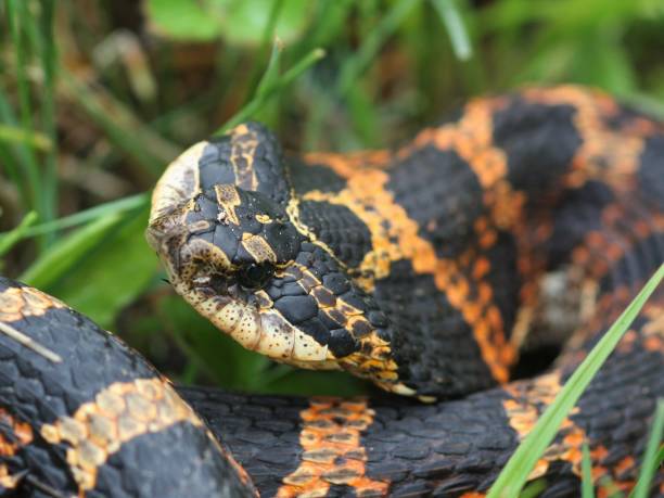 istock Reptiles and Amphibians 662162428