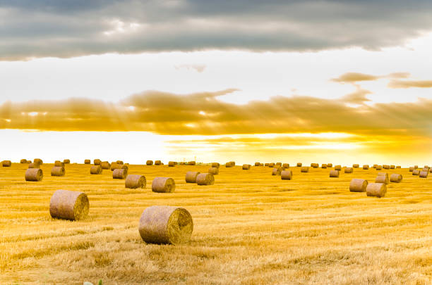 focus on hay bale in the foreground in rural field with dramatic sunrise sky - wheat sunset bale autumn imagens e fotografias de stock