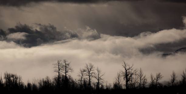 Cottonwood Cloudscape The ghostly silhouettes of Cottonwood trees against a moody sky in the Columbia Wetlands. shadow british columbia landscape cloudscape stock pictures, royalty-free photos & images