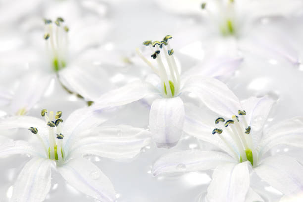 istock White Scilla flowers in water, closeup 662191960