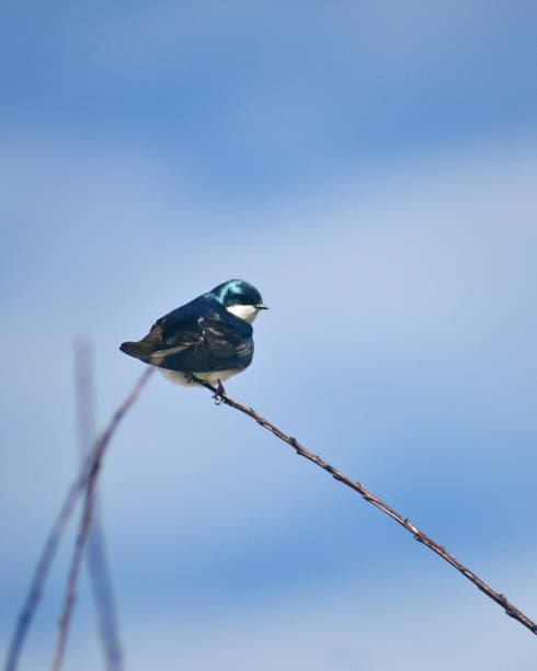 Blue barn swallow perched on a high branch in a warm morning sun, with bright blue skies and soft white clouds in soft focus at the background.
