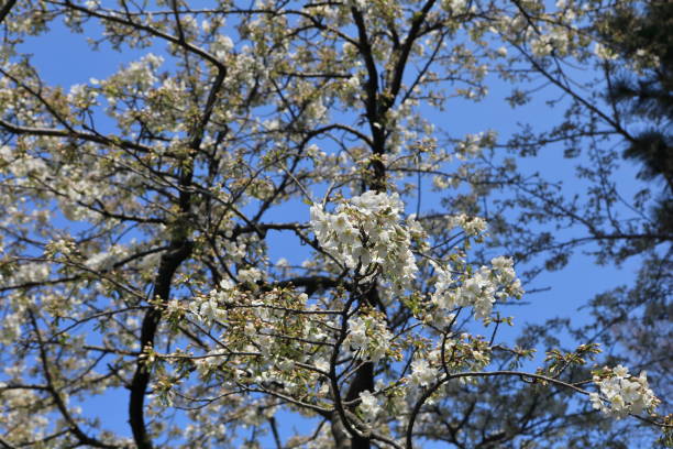 istock Cherry Blossoms, or Sakura, in Tokyo, Japan 662221362