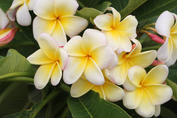 istock beautiful Plumeria (frangipani) 662279822