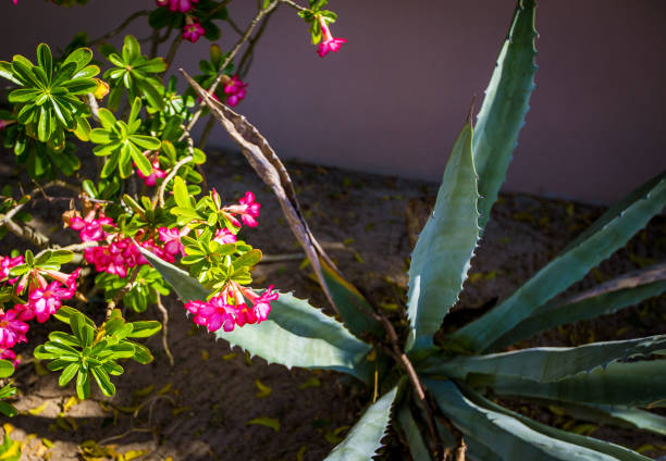 istock pink flowers turks and caicos 662302394