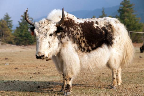 istock White and Brown yak on meadow 662318890