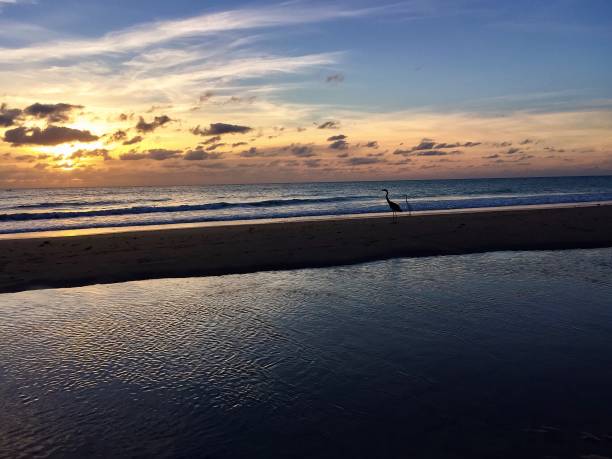 istock Storks stand on the sand between the ocean with sunrise, Florida 662322356