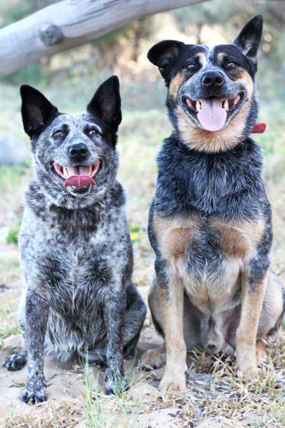 istock Two Australian Cattle Dogs Sitting On Beach Together 662338742