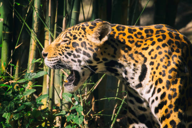 istock Image of a jaguar on nature background. Wild Animals. 662360042