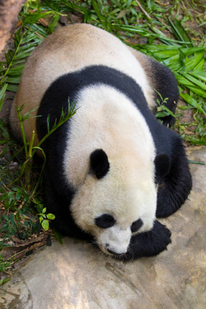 istock Image of a panda on nature background. Wild Animals. 662360080