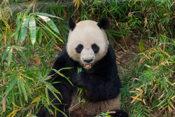 istock Image of a panda on nature background. Wild Animals. 662360084