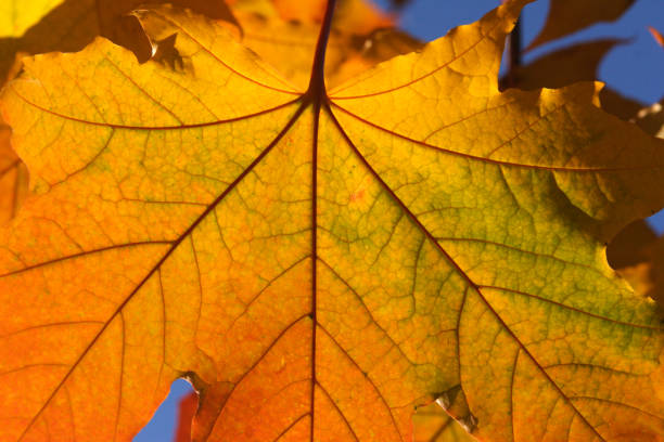 Leaf macro stock photo