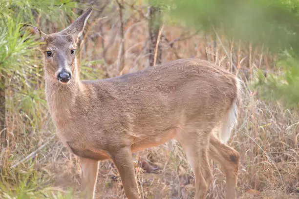 Photo of deer doe looking around depp thick forest