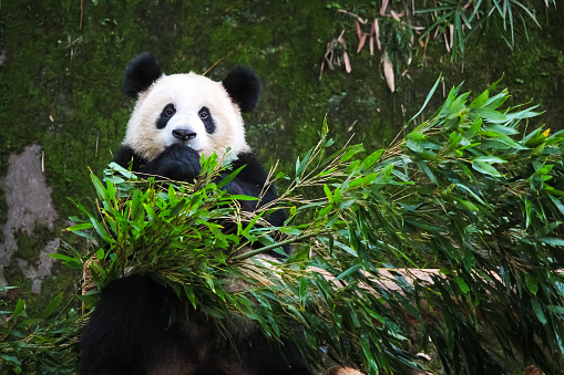 Close-up of China giant panda eating bamboo.