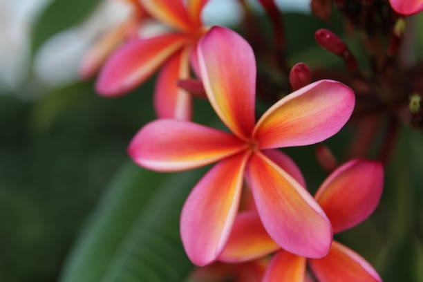 istock Tropical Flowers and plants 662486398