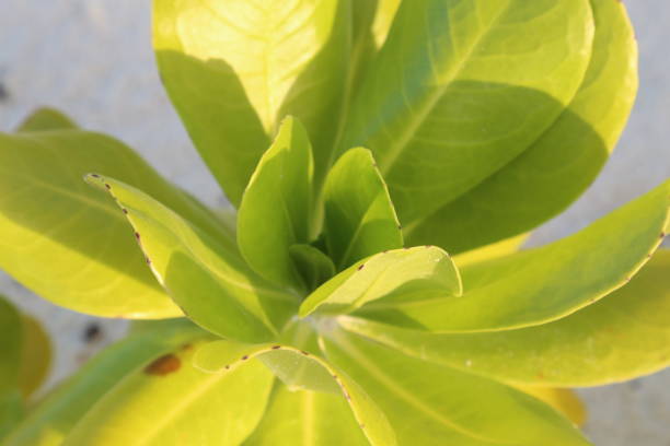istock Tropical Flowers and plants 662486684