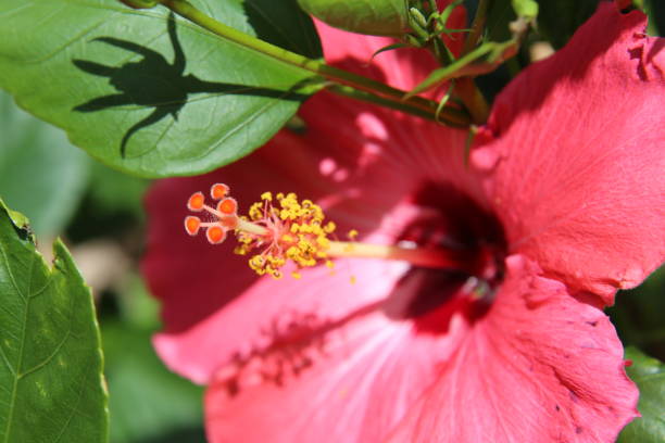 istock Tropical Flowers and plants 662486968