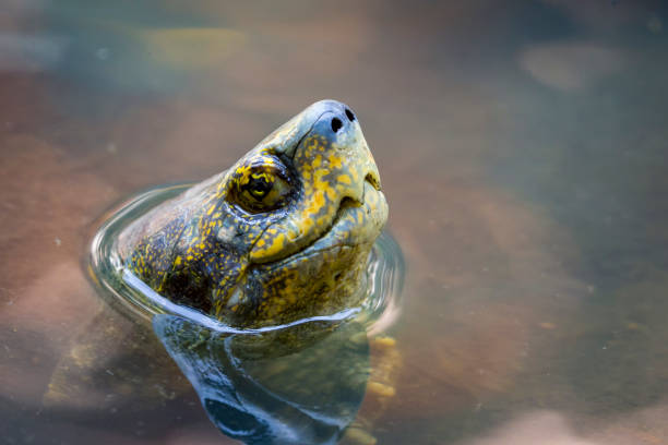 istock Image of a mud turtle head on water. Amphibians animals. 662487950