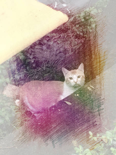 istock Beautiful StreetCats 662507218