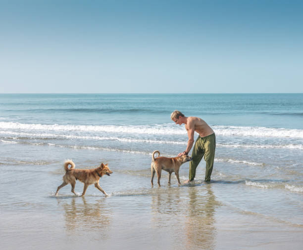 istock Man playing with two dogs on the beach 662521898