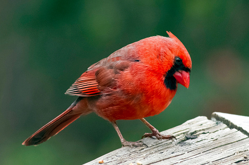 A Northern Cardinal in the forest on a green background.