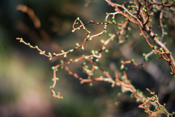 istock Early Spring in the Garden 662549718