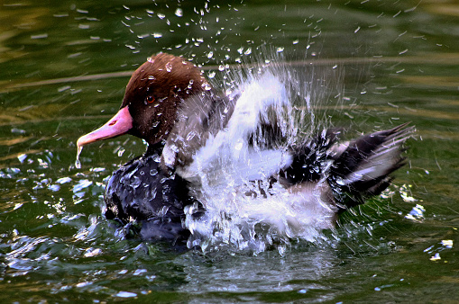 A Pochard duck joyfully flapping it's wings through the water.