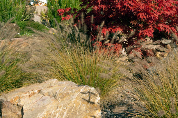 Acer; palmatum in autumn