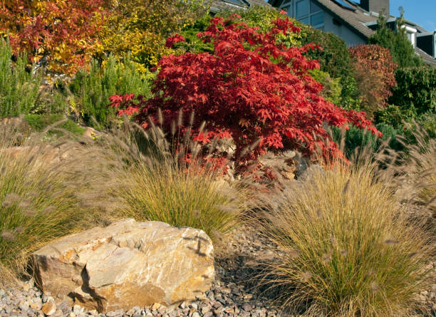 istock Acer; palmatum in autumn 662661520