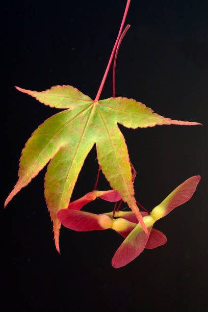Acer; palmatum; Osakazuki Acer; palmatum; Osakazuki acer palmatum osakazuki stock pictures, royalty-free photos & images
