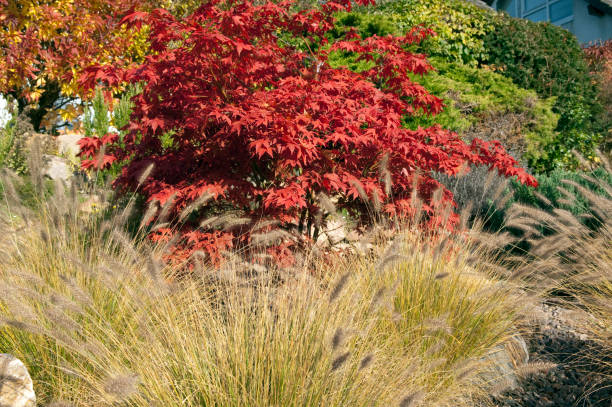 istock Acer; palmatum in autumn 662674372