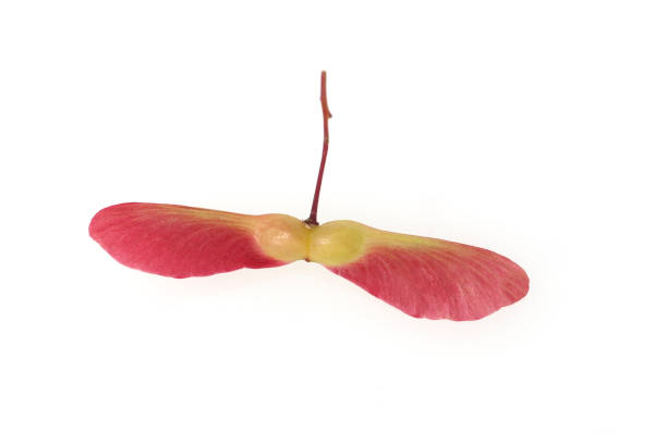 istock Acer; palmatum; Osakazuki 662674562