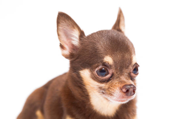 istock Chihuahua Puppy 662675510