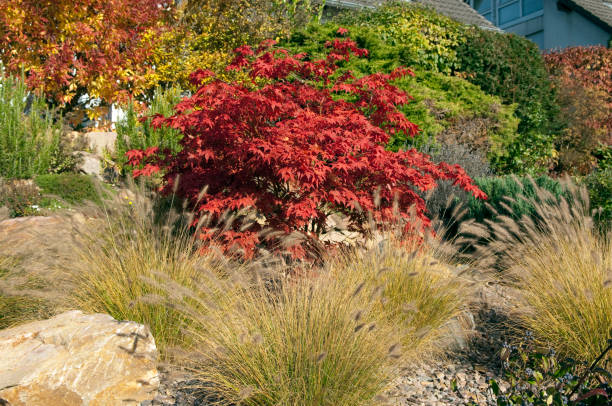 istock Acer; palmatum in autumn 662675756