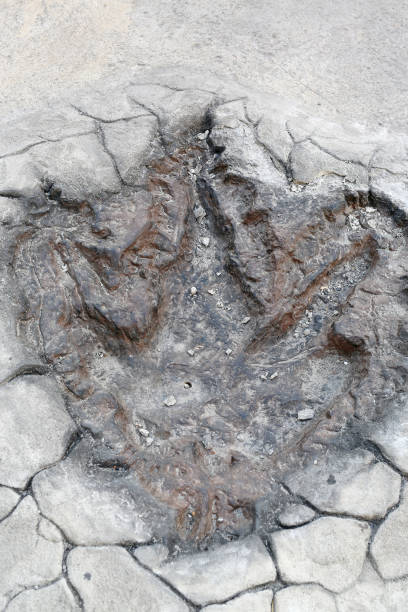istock Dinosaur Footprints model on the cement floor 662772652