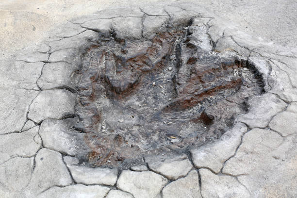istock Dinosaur Footprints model on the cement floor 662779216