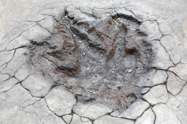 istock Dinosaur Footprints model on the cement floor 662784690