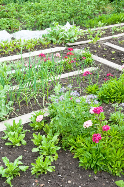 istock Flowers and vegetables on a garden patch 662800090