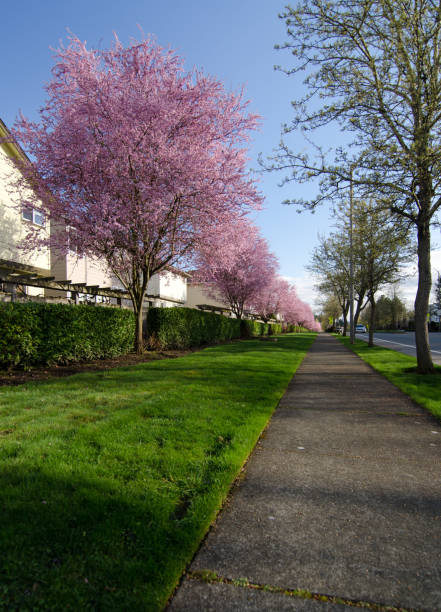 Residential street in Redmond with blooming cherry trees with early evening shadows stock photo