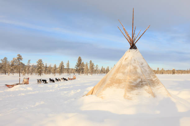 собачьи упряжки в лапландии - snow nature sweden cold стоковые фото и изображения