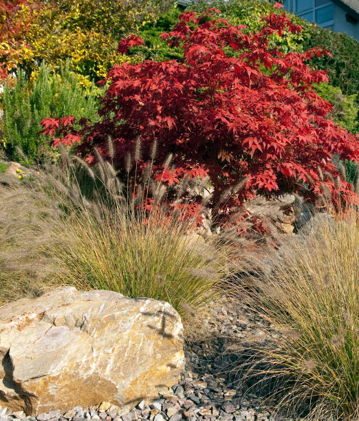 istock Acer; palmatum in autumn 662852428
