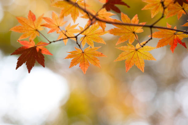 istock Autumn Japanese Maple Leaves 662861284