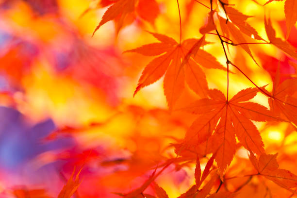 яркие цвета осенних листьев - tree area japanese fall foliage japanese maple autumn стоковые фото и изображения