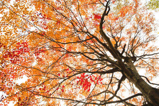 istock Autumnal Japanese Maple Tree in the Morning 662861398
