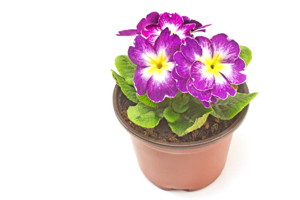istock Primula primrose purple flower isolated 662863976