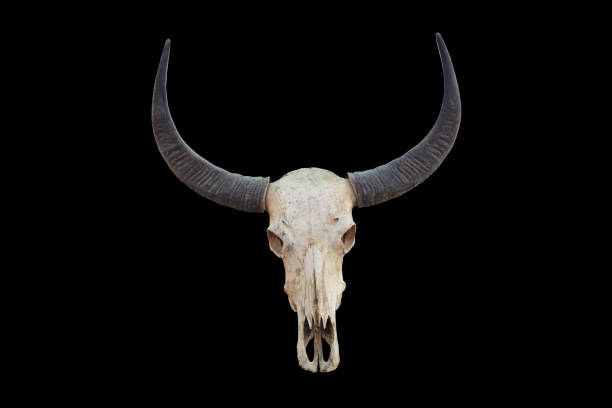 istock Head skull of buffalo isolated on white background 662875282