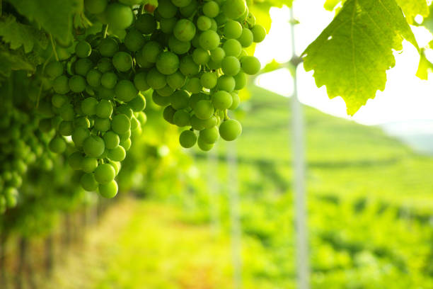 istock Trentino vineyards, Italy 662883090