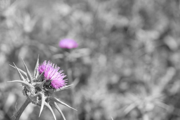 istock Field of thorns 662895778