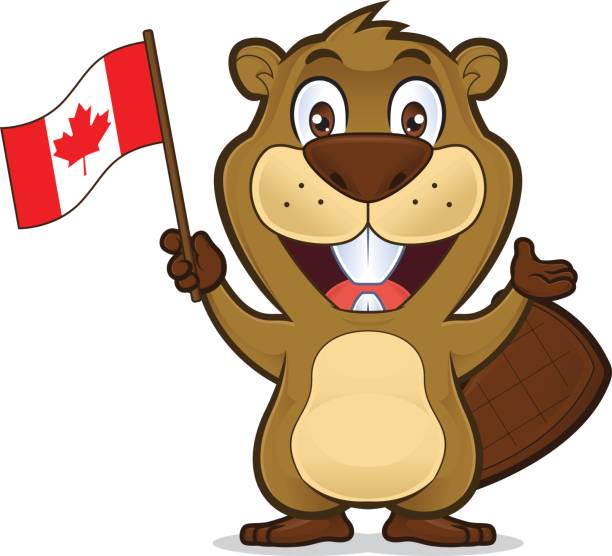 Castor tenant le drapeau canadien - Illustration vectorielle