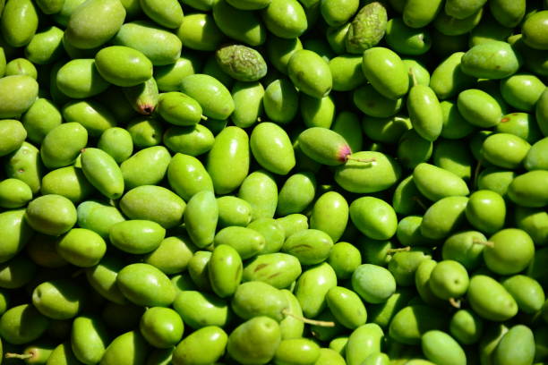 istock Fresh olives - Mallorca - Spain 662904430