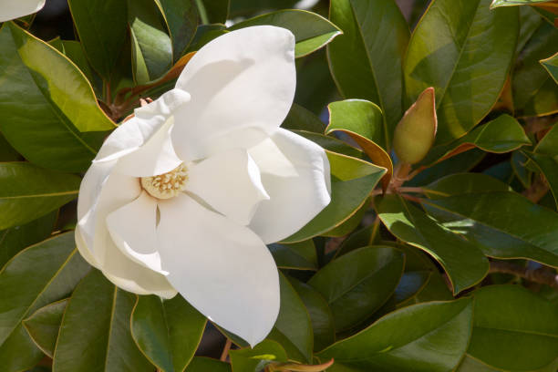 istock beautiful white magnolia flower with green leaves 662906076